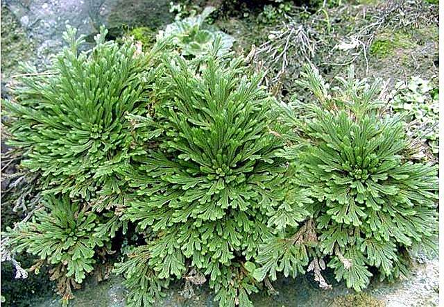 鬼吹灯巫峡棺山中的神奇仙草--九死还魂草