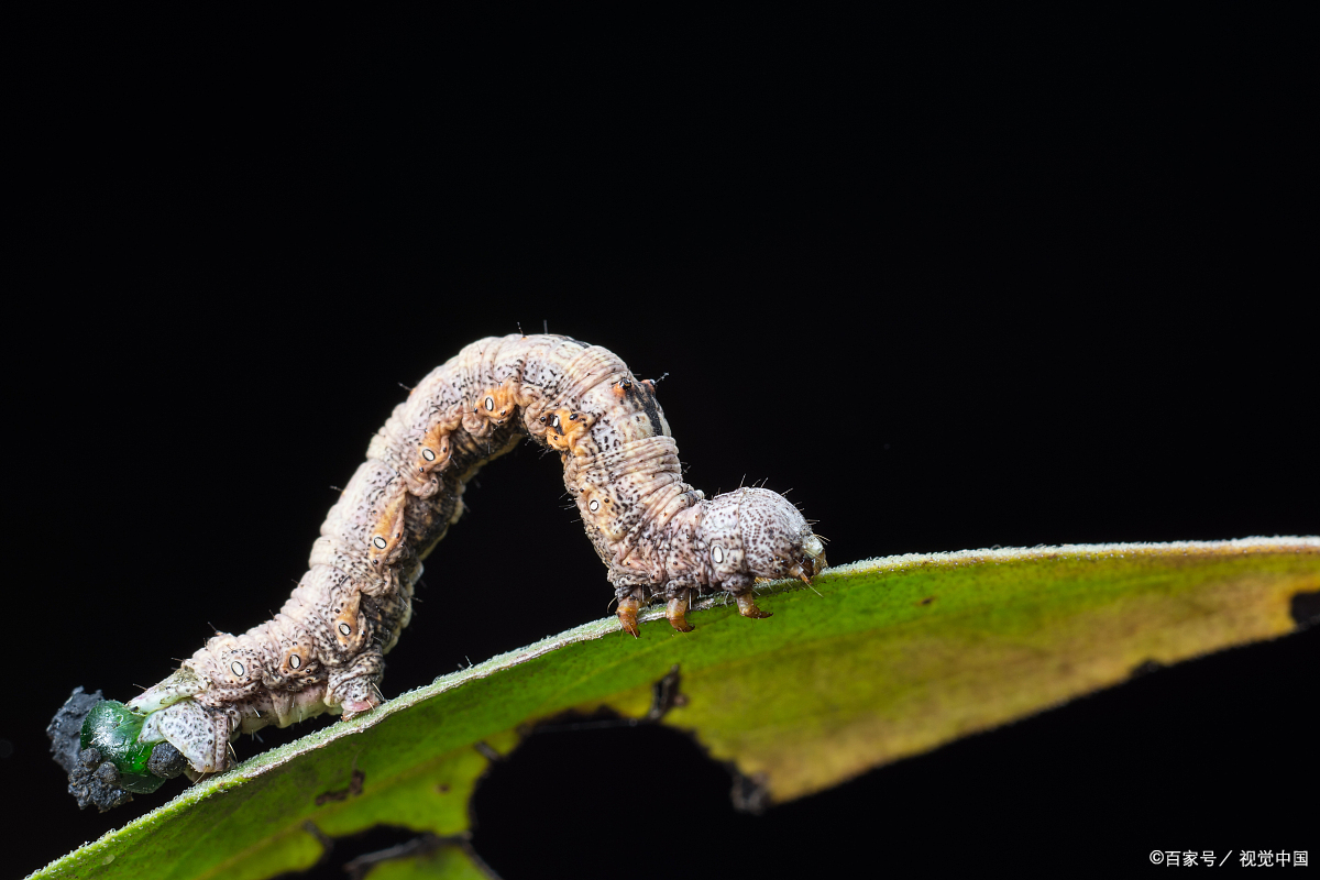 最后一个怕不怕?