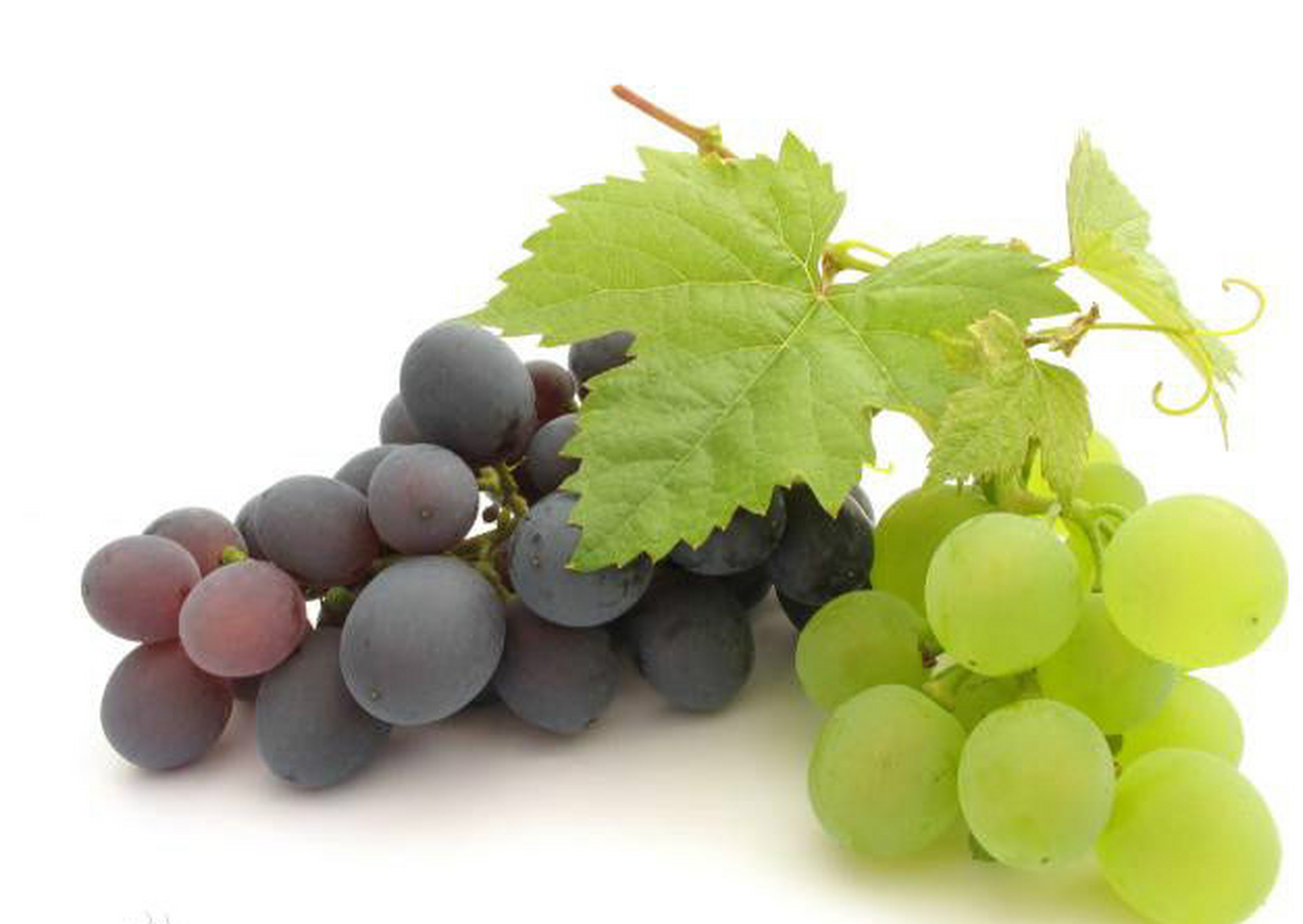 葡萄(学名:vitis vinifera l.