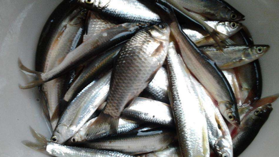 繁殖能力极强的白条鱼,在人工养殖时,这几个养殖方法值得一看!