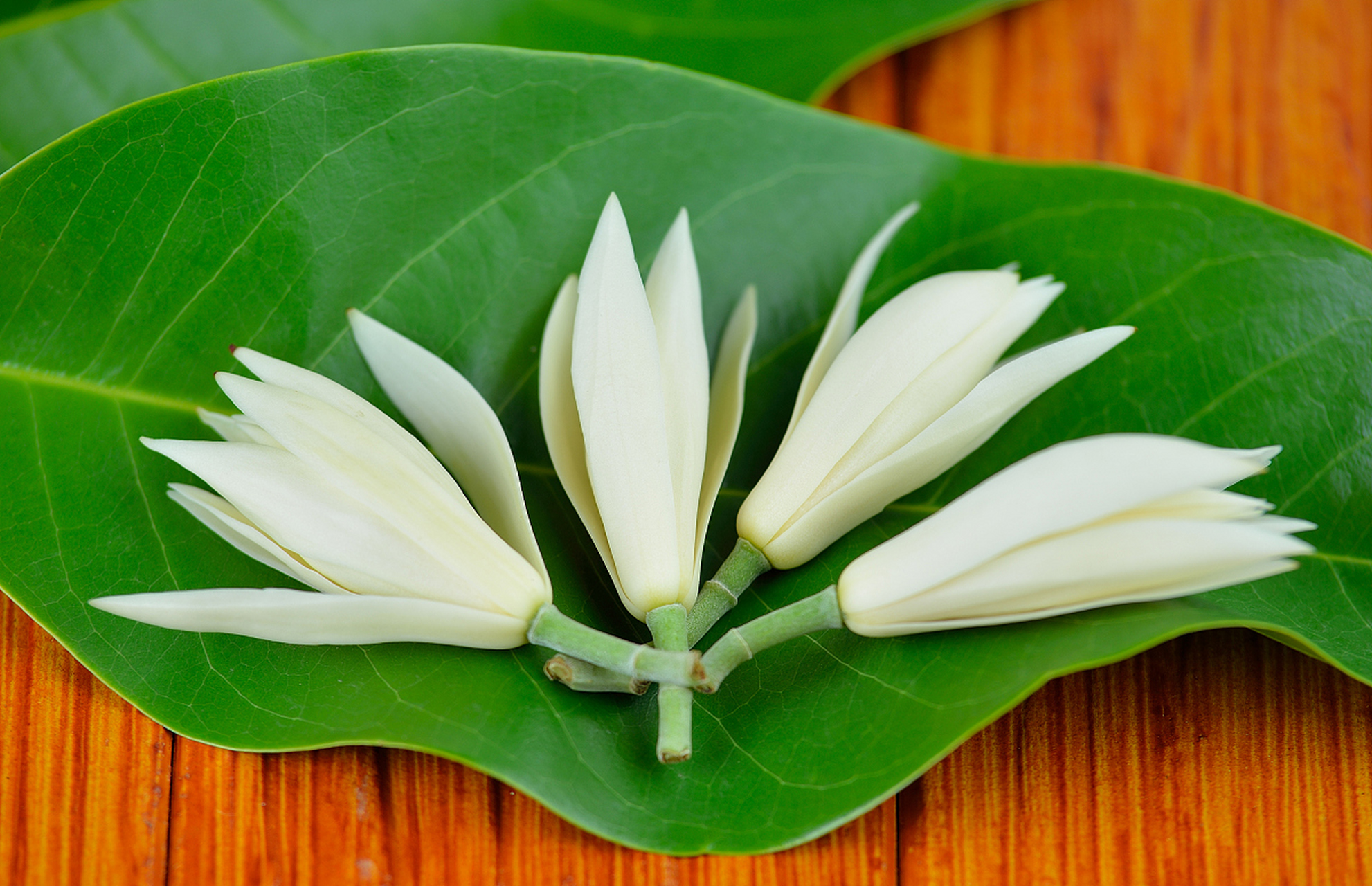 江浙一带很受欢迎,记得有次去那边旅游,街上还遇到很多卖白兰花的老人