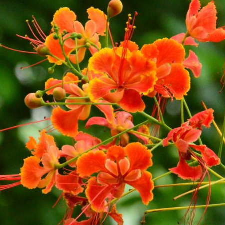 君君说种植:金凤花种植与养护