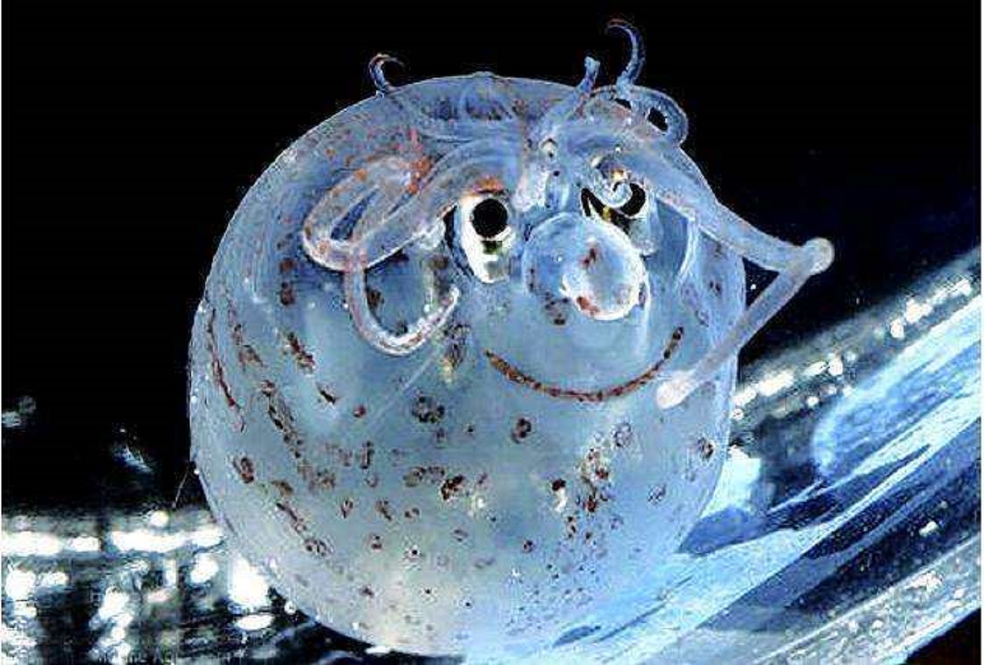 像小猪的章鱼,萌萌哒的非常可爱,你们听说过这个神奇的生物吗