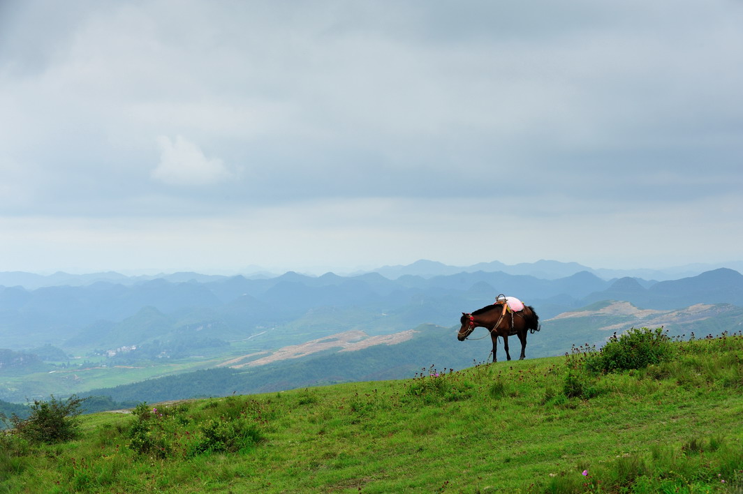 高原上的平原——贵阳高坡云顶草原