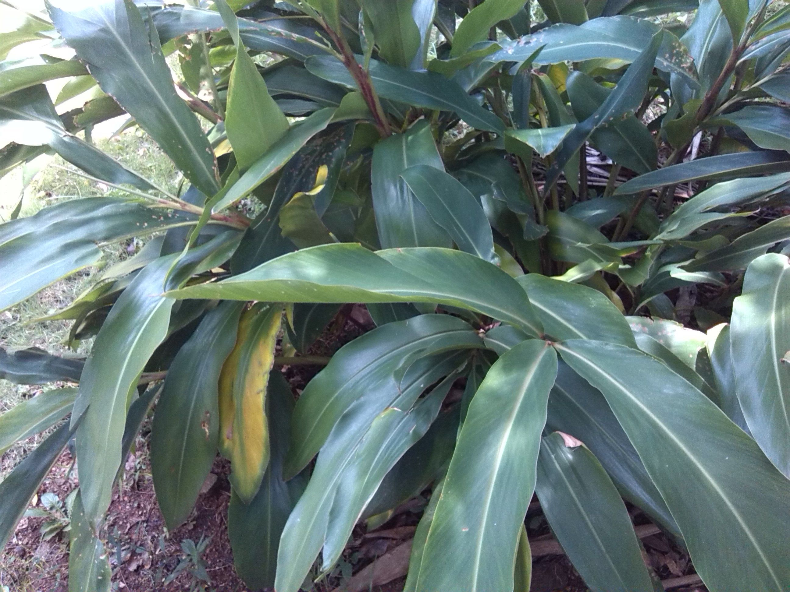 「宜宾鸭儿粑」除了饺子,这些地方美食也了解一下!