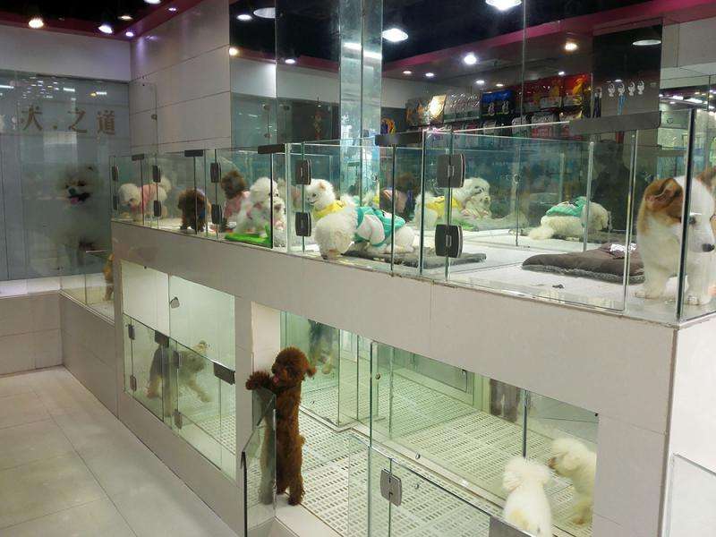 幼犬繁育中心环境奇差,当这项规定出台,狗狗才终于不再受苦