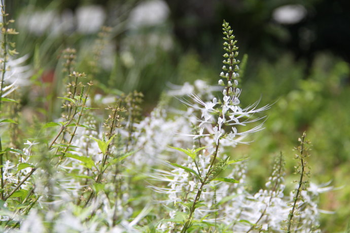 农村野生杂草,老农称"化石草",如今50一斤,可惜现在很少见了