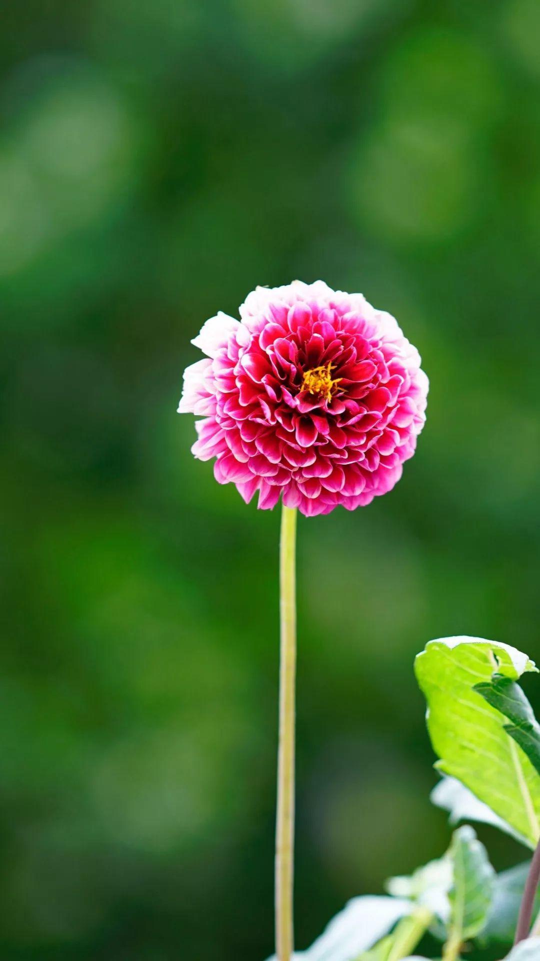 这88种花的美图,送你当壁纸,一天一张不嫌烦!