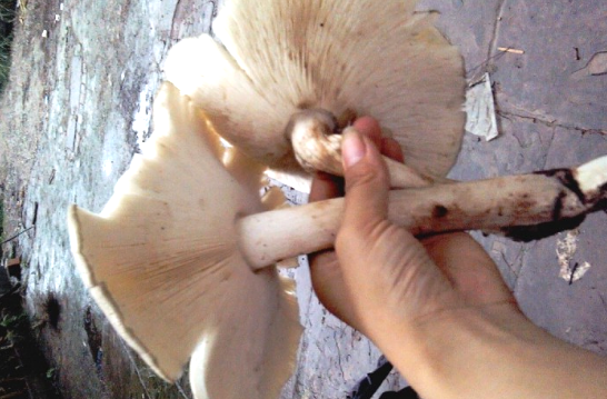 鸡肉菇可以炒着吃,也可以煮汤喝,其味道鲜嫩香美,吃过的人都会喜欢上