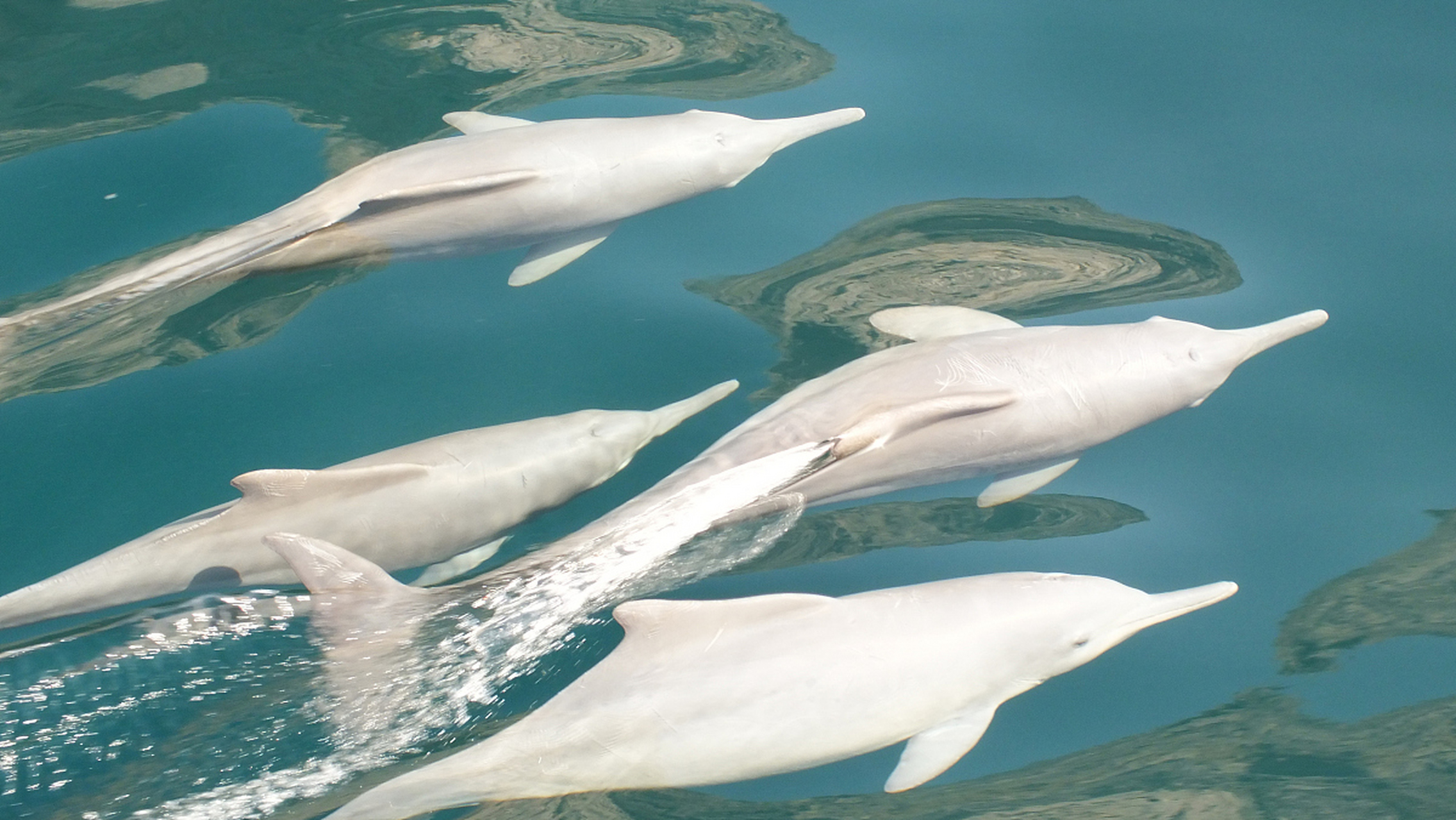 中华白海豚是国家一级保护动物,数量稀少且面临多种威胁.
