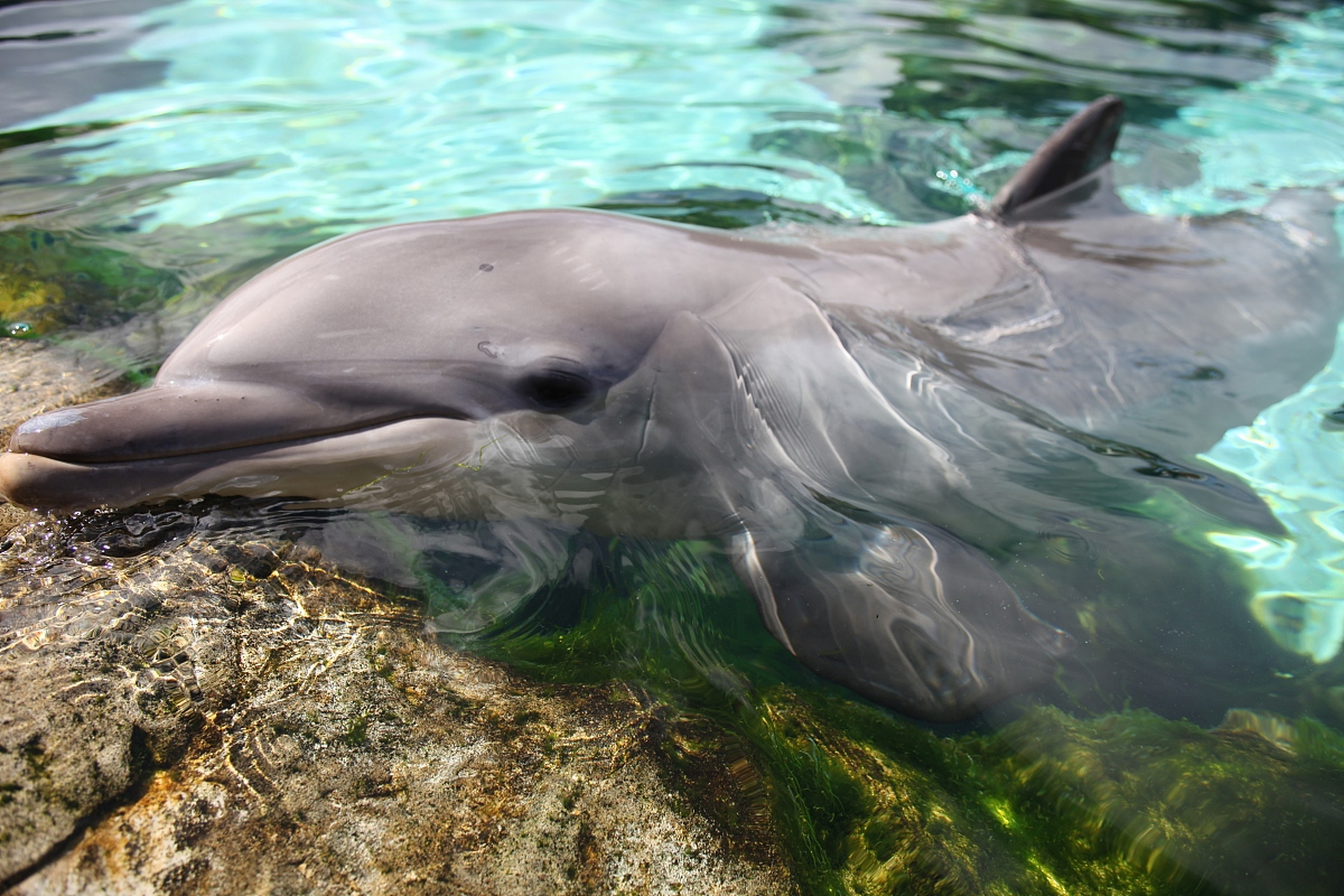 海豚在海中欢快地跳跃,它们是海洋的精灵,为我们带来了无尽的欢乐与