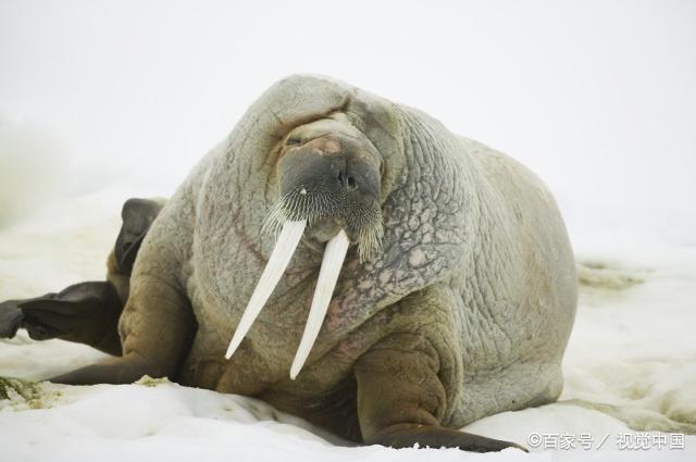 海象有着长长的两个牙齿,体型看起来胖胖的很有力量