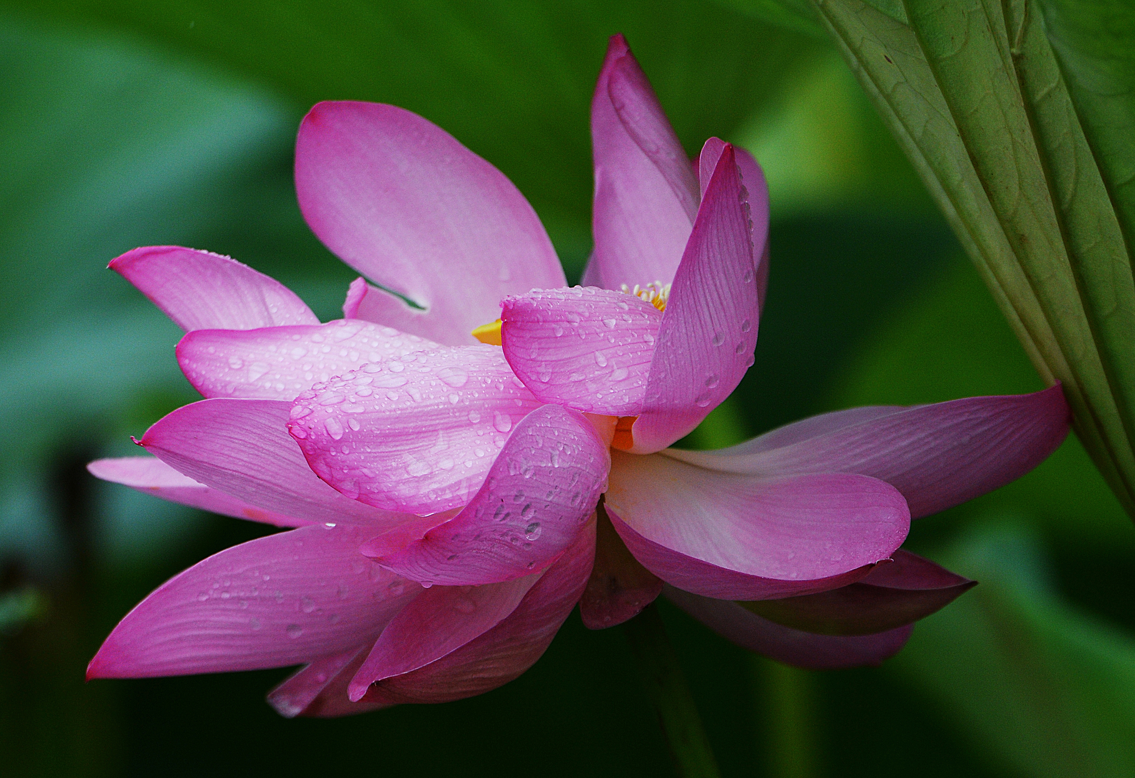 雨后荷花图片大全大图图片