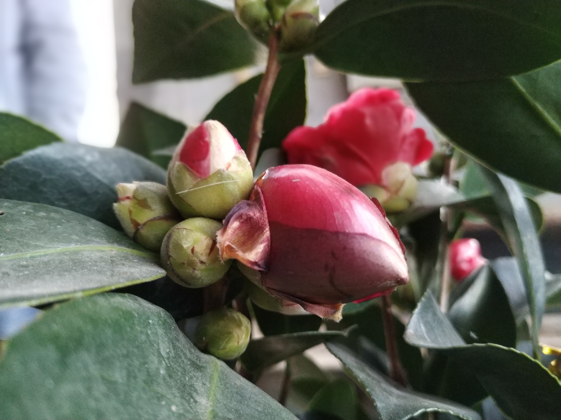 为什么叫夏日七星茶花,七星茶花花骨朵均为七苞,一等七星茶花开花后为