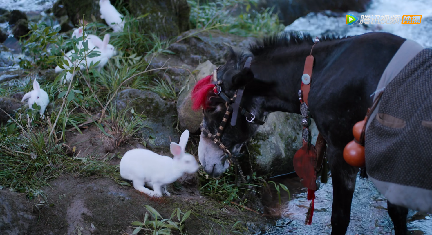 《陈情令》中最甜的糖,小苹果亲了小兔子,含光君眼神闪躲