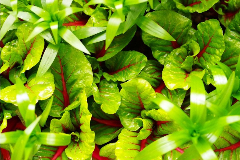 莙荙菜的种植小技巧