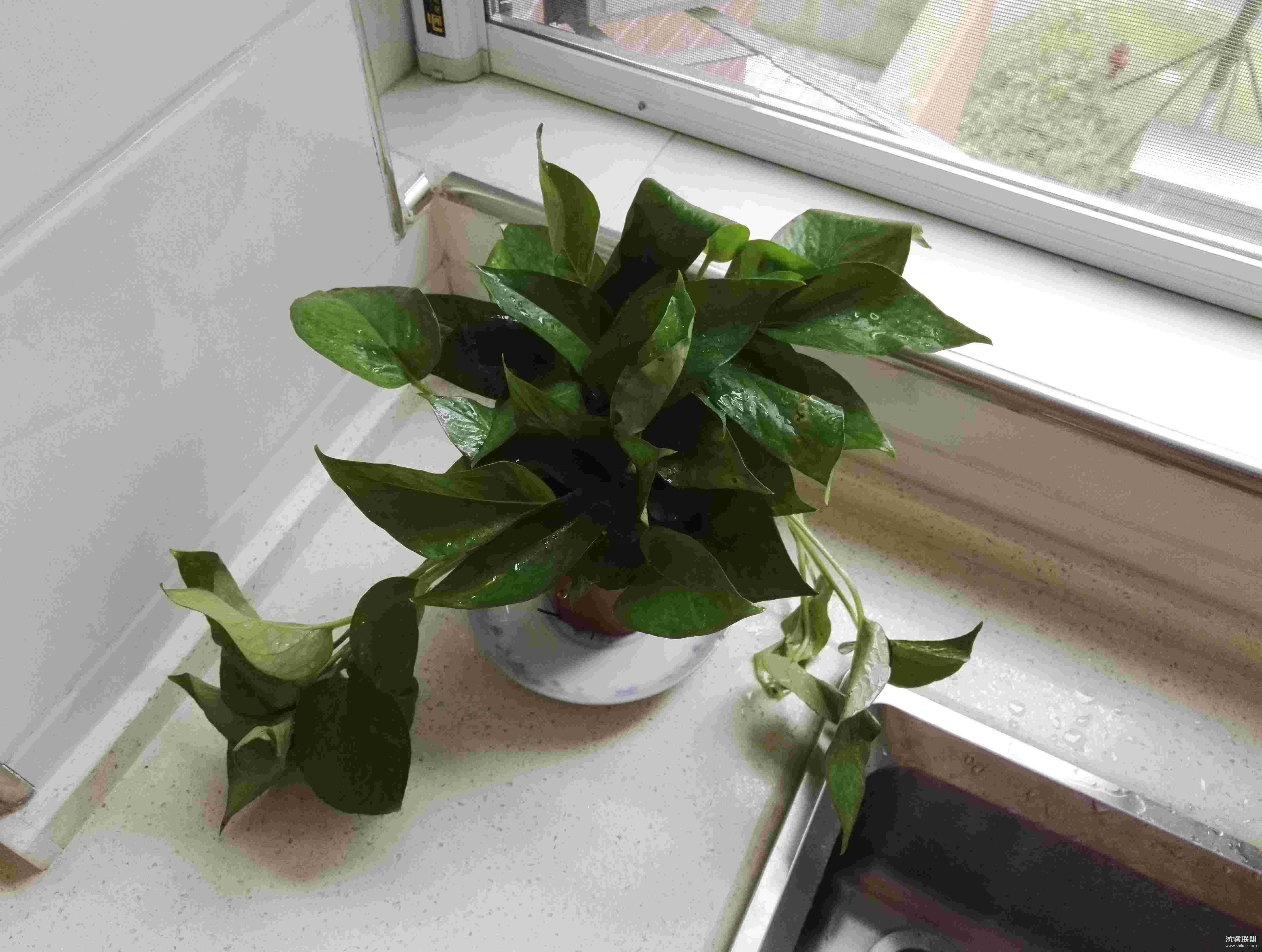 如果家里冬天没有暖气空调,那就只能给它套个塑料袋