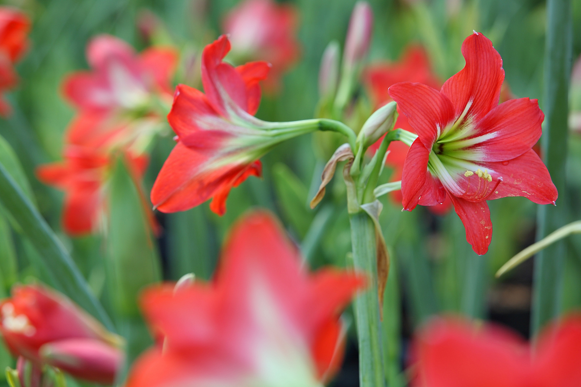 关于红水仙的花语,你了解多少?