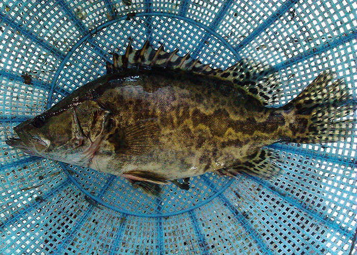 好心提醒,3月份钓"鳜鱼",建议你温习一下这些技巧