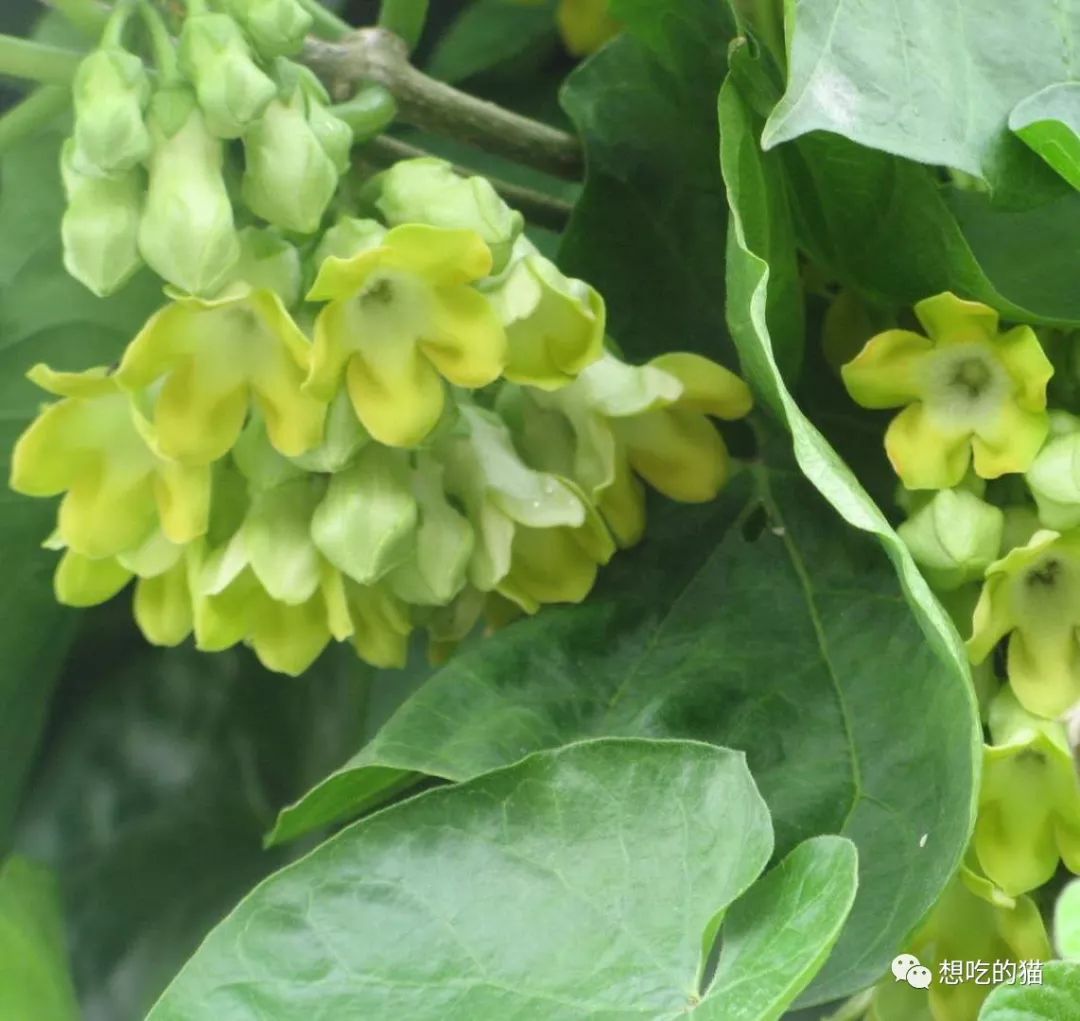 鲜花&芝士(10)夜香花青菜蛋花汤