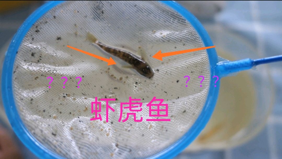 开箱野生的“虾虎鱼”,请多多9.9一条,看看值不值?