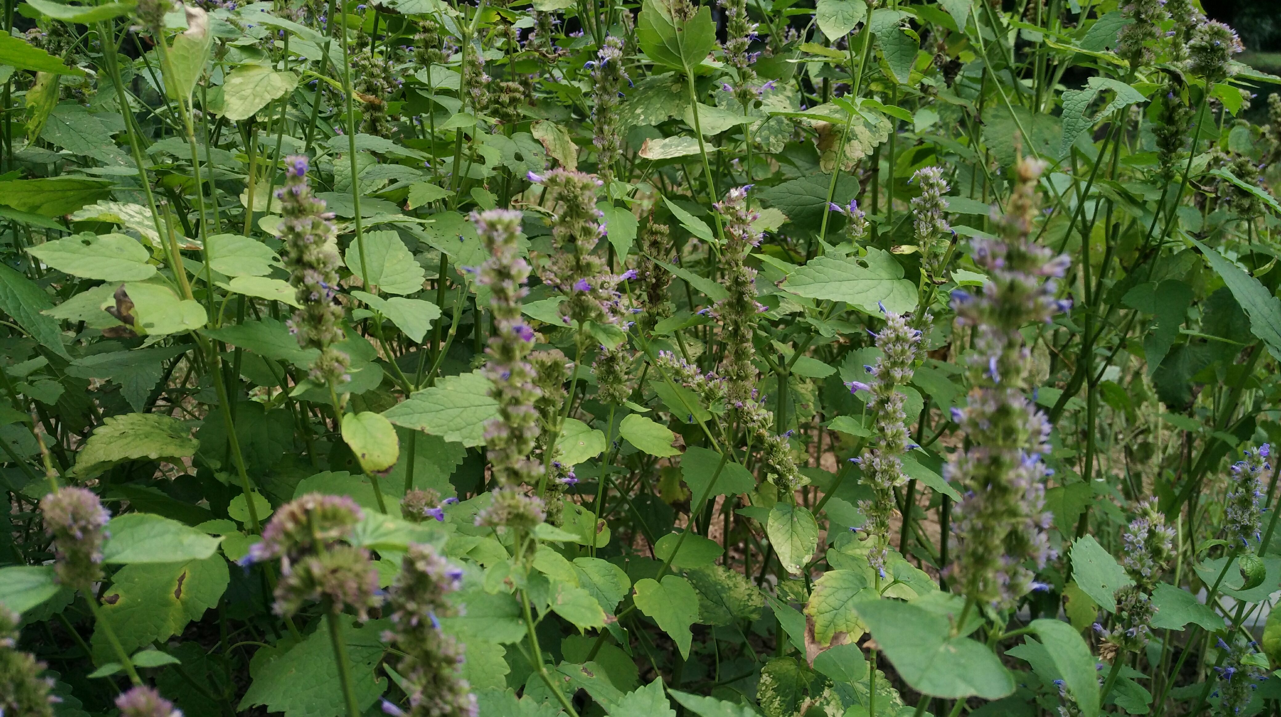 小知识,一组中草药图片,供您欣赏