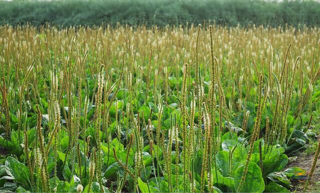 生长在诗歌里的造物——《芣苢》