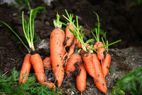 胡萝卜的种植方法和步骤及胡萝卜种植技术要点