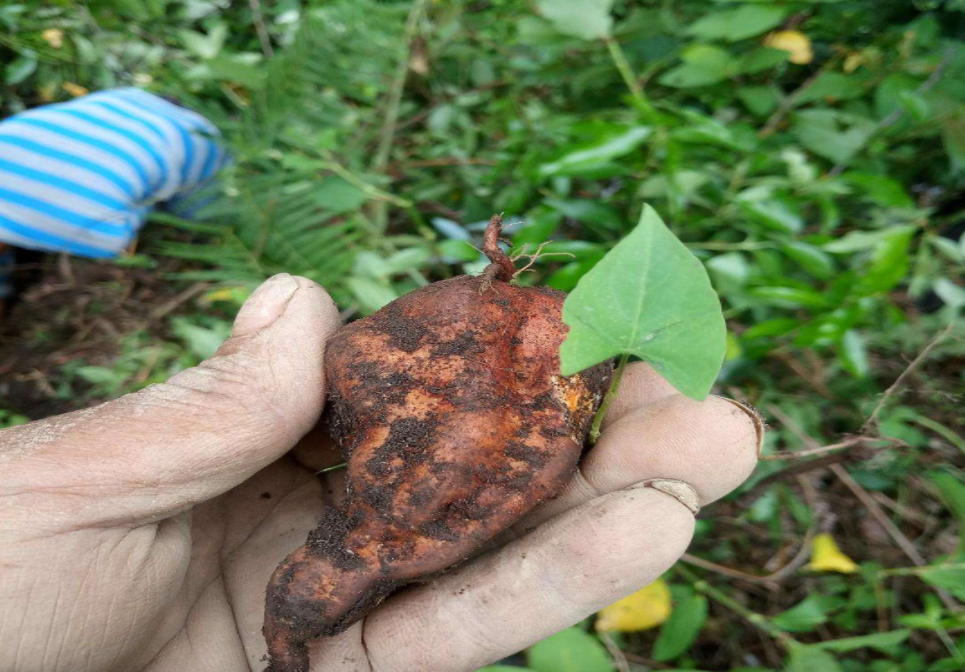 药材- 热门商品专区