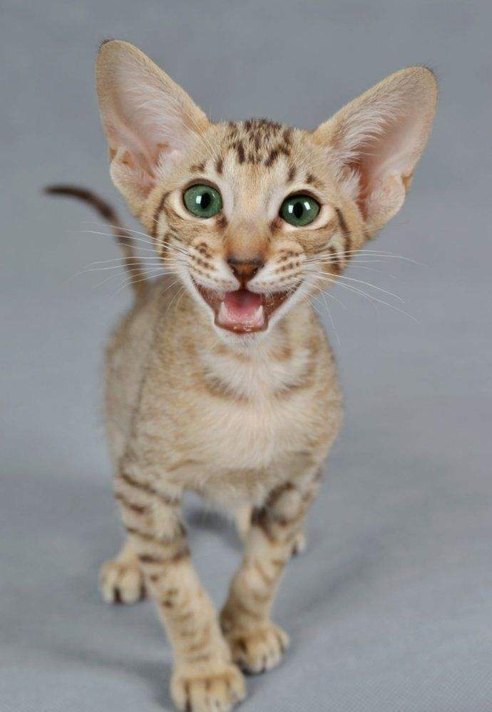 为什么叫做东方猫,网友:长相成精了!