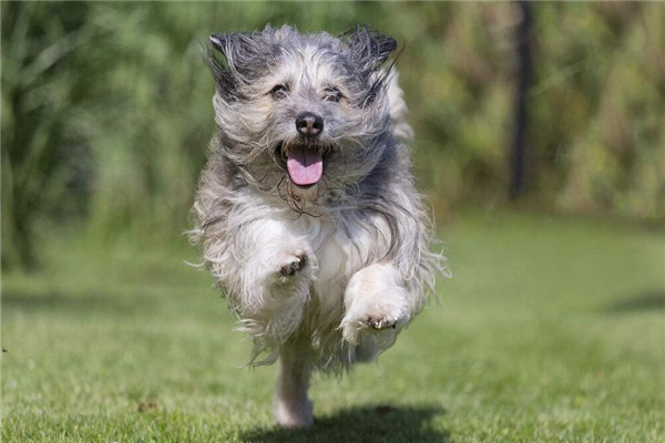 给哈威那修剪和护理外表的时候都需要注意什么?