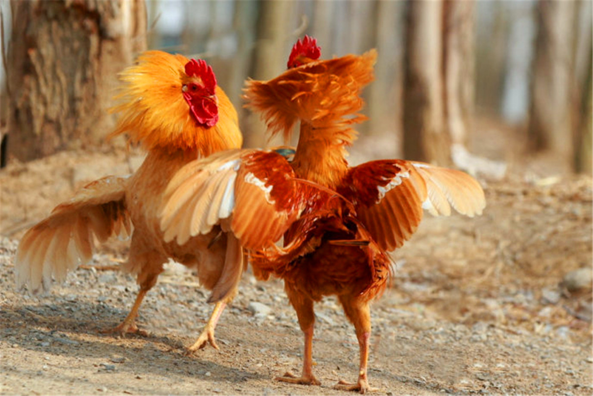 贵妃鸡母鸡头部的羽毛格外茂盛,形似欧洲贵妇人使用的羽毛帽,因此得名