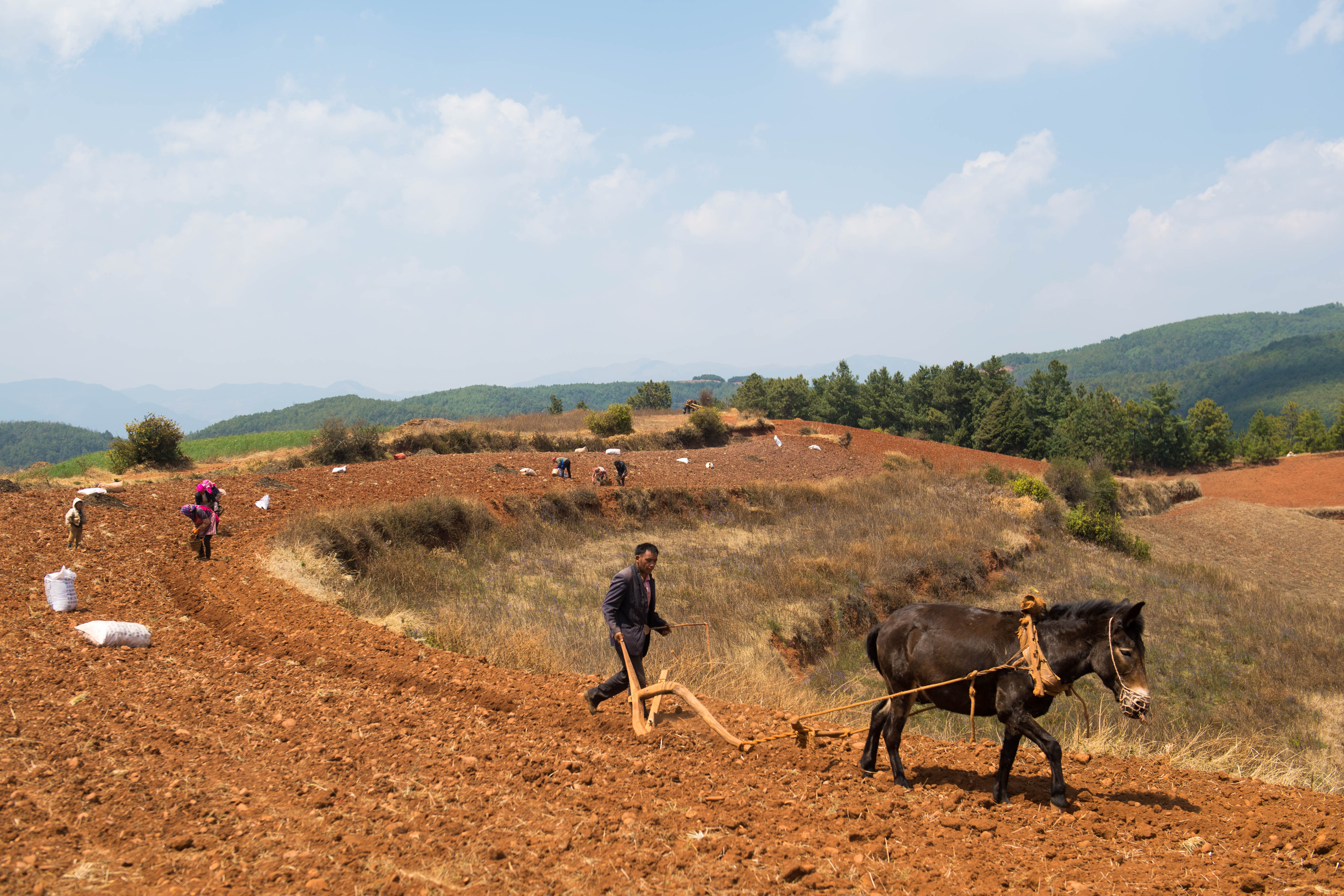 "以犁为笔,以种子为墨"——农家人在东川红土地上进行新一轮的"创作"