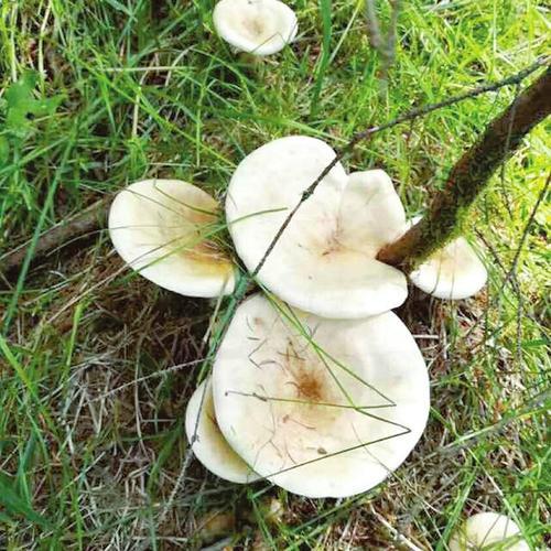 宁武:银盘蘑菇 芦芽珍品