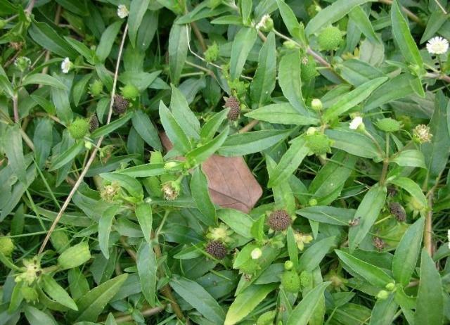 这种野草不起眼,殊不知既能当野菜,又能乌须发,固齿牙,认识吗