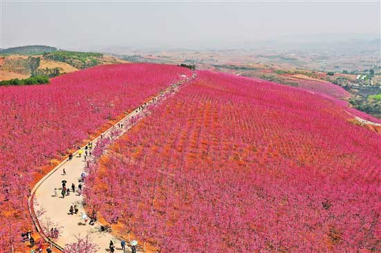 宜良樱花谷2022图片