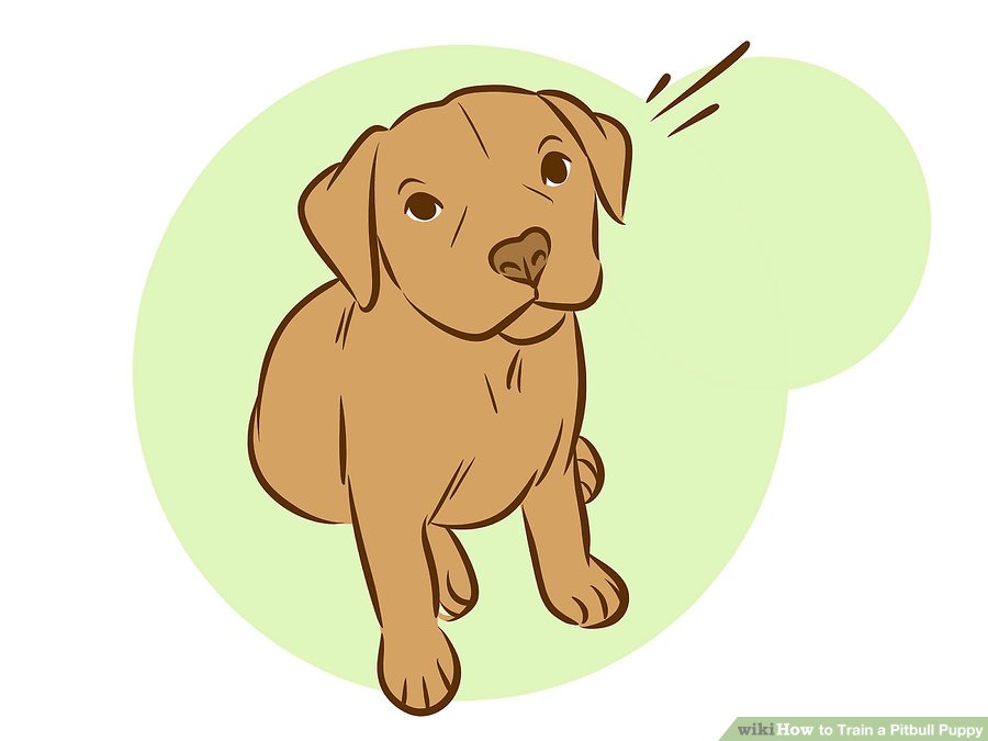 宠物:如何训练比特犬小狗