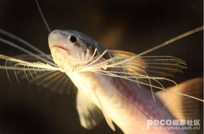 有一种鱼,竟然叫千手观音