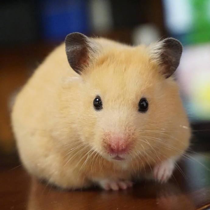 今天吸个肥嘟嘟的仓鼠,胃口好吃嘛嘛香 转载自百家号作者:cfun小宠