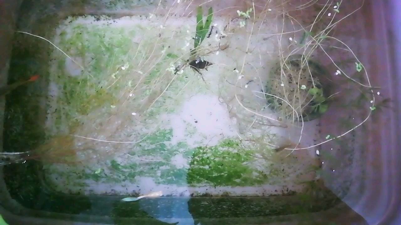 孔雀鱼天空蓝白和别的品种能配出极品鱼?