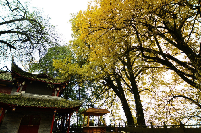四川雅安蒙顶山景区天盖寺周围被十余棵千年银杏树落叶妆点得秋色浓浓