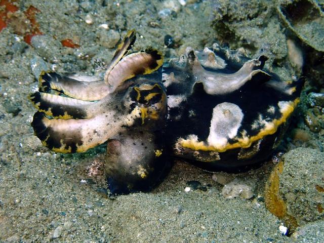 头足类动物(1):乌贼(1)-火焰乌贼(剧毒,安汶)