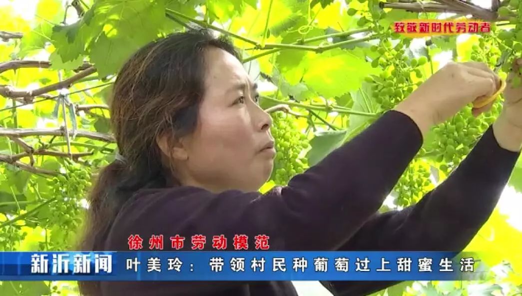 徐州劳模叶美玲:带领村民种葡萄过上甜蜜生活