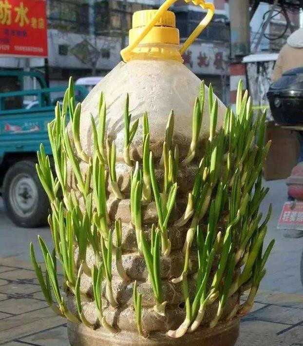 如何用油桶种大蒜?