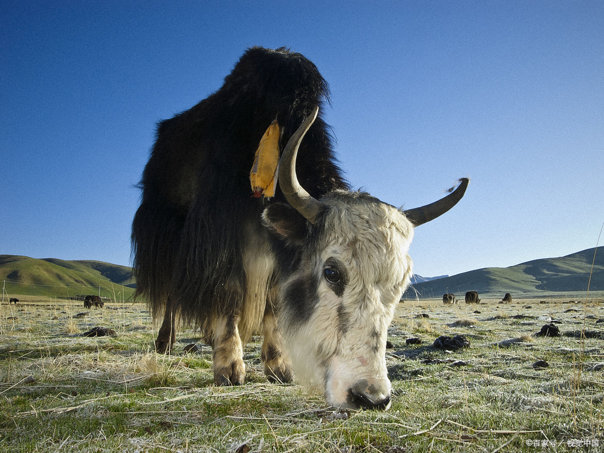 西藏高原牧区牦牛肚子和羊肚子