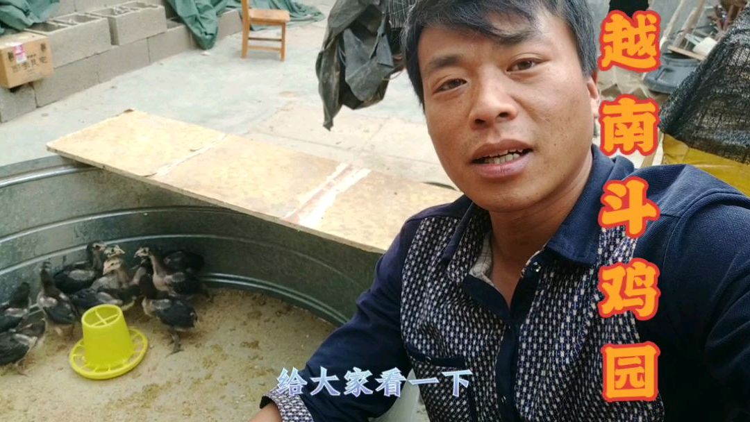孵化越南斗鸡苗一个月了,现在才六两多,大家看看质量怎么样?