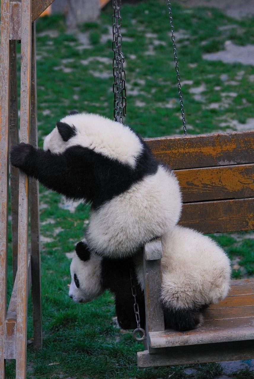 大熊猫花花五一要休假,大熊猫"和叶"替班,想要看花花的游客建议五一