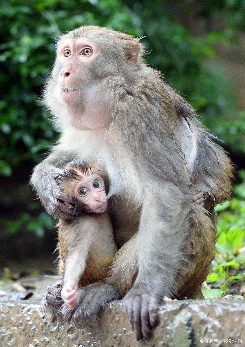 正在哺乳的猴子