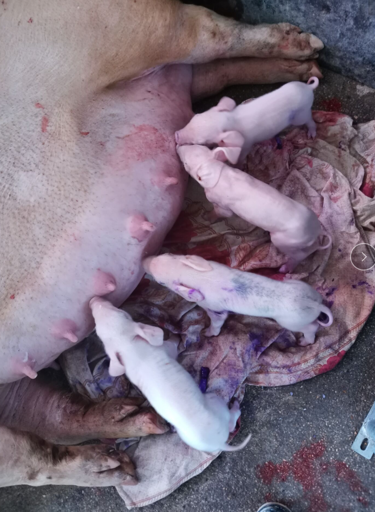 母猪断奶后不能正常发情的原因有哪些?