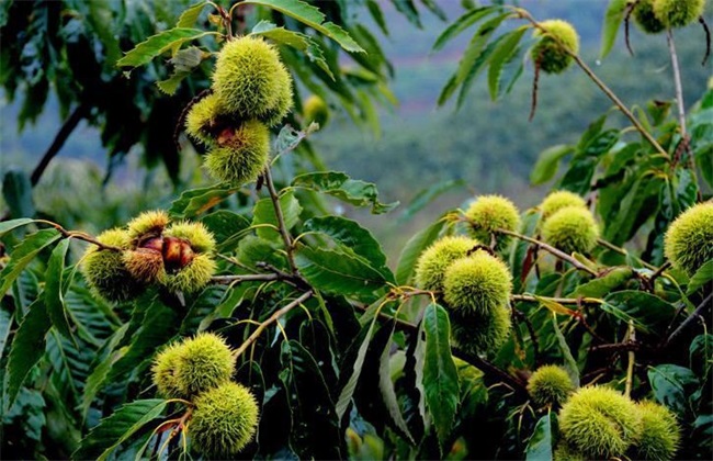 徐先生讲三农:板栗种植面积不断扩大,种植前景到底如何